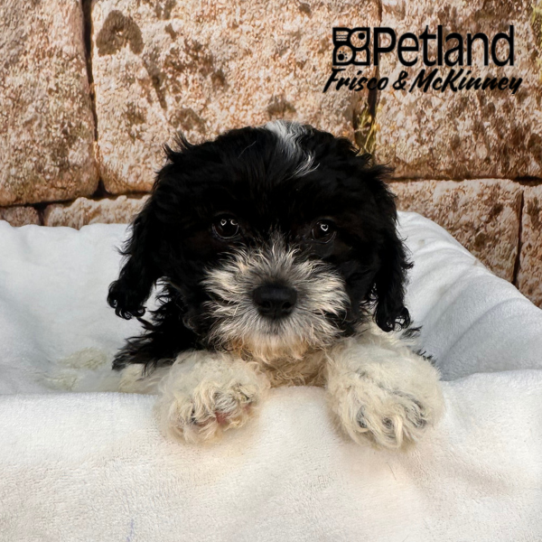 [#M17646] Black and White F Teddy Bear Puppies for Sale