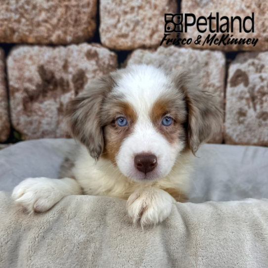 [#N00379] Red Merle F Miniature Australian Shepherd Puppies for Sale