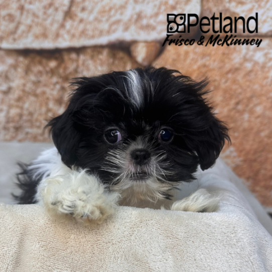 [#26110-04] White / Black F Shih Tzu Puppies for Sale
