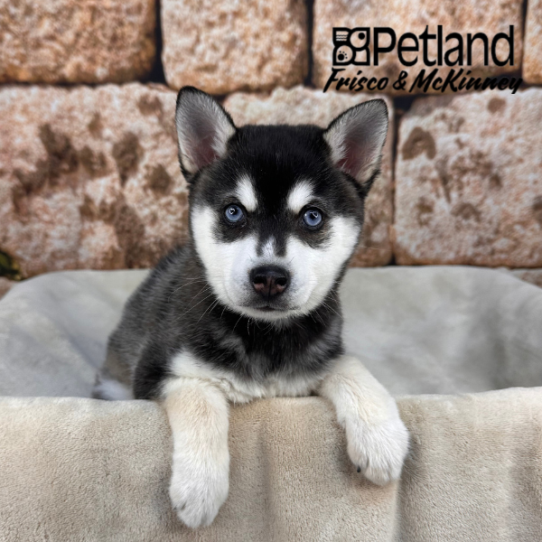 [#26758-02] Black / White M Alaskan Klee Kai Puppies for Sale