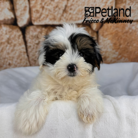 [#N00392] Black White and Gold F Biewer Yorkie Puppies for Sale