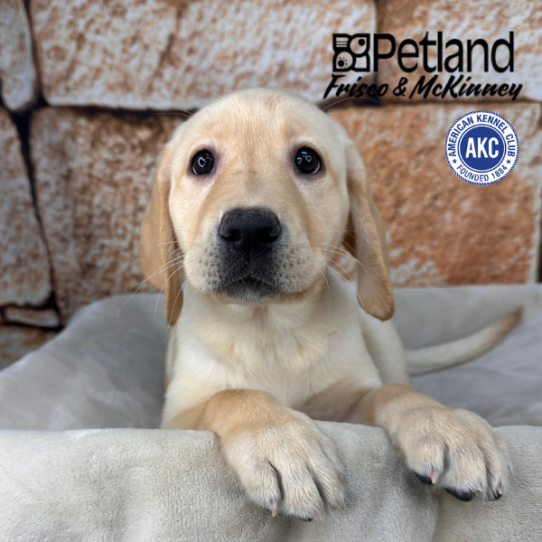 [#26287-10] Yellow F Labrador Retriever Puppies for Sale
