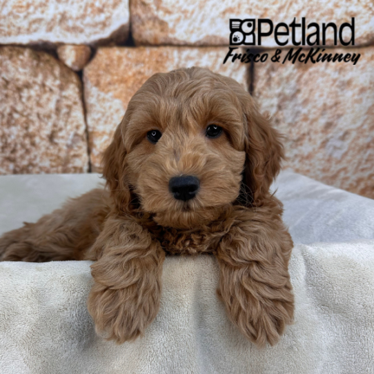 [#2644-01] Red M Goldendoodle Mini 2nd Gen Puppies for Sale