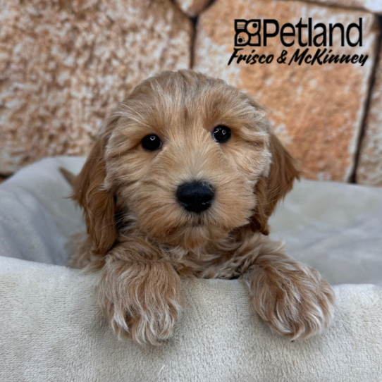 [#2644-02] Apricot M Goldendoodle Mini 2nd Gen Puppies for Sale