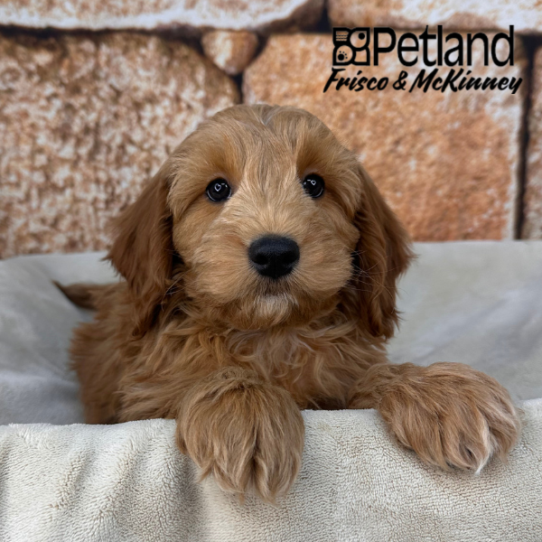 [#2644-04] Red M Goldendoodle Mini 2nd Gen Puppies for Sale