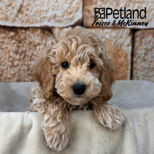 [#2644-06] Apricot F Goldendoodle Mini 2nd Gen Puppies for Sale