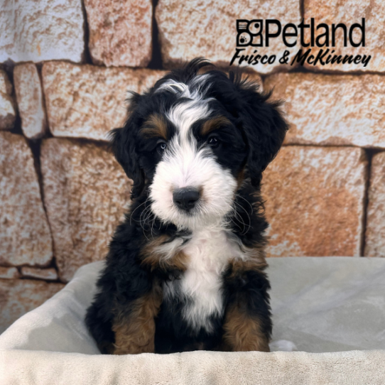 [#2611-03] Black Tan / White M Bernedoodle Mini Puppies for Sale