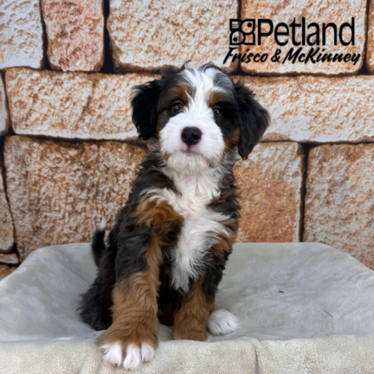 [#2611-07] Blue Merle / White F Bernedoodle Mini Puppies for Sale