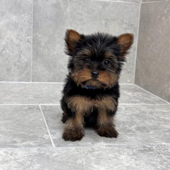 [#2684-02] Black / Tan F Yorkshire Terrier Puppies for Sale