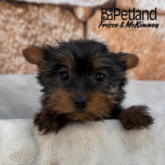 [#2684-02] Black / Tan F Yorkshire Terrier Puppies for Sale