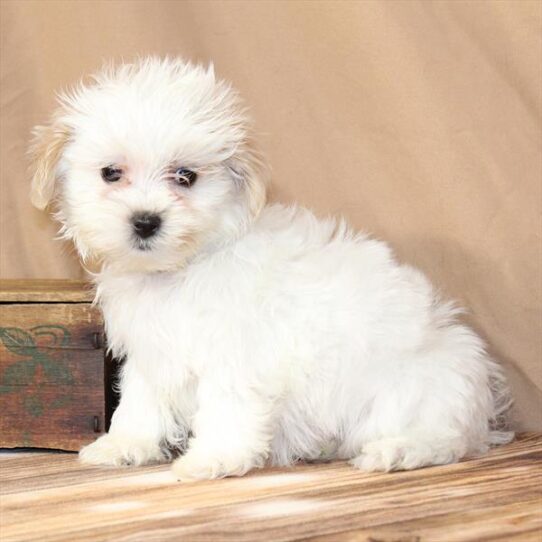 [#26102-01] White / Apricot M Malshi Puppies for Sale