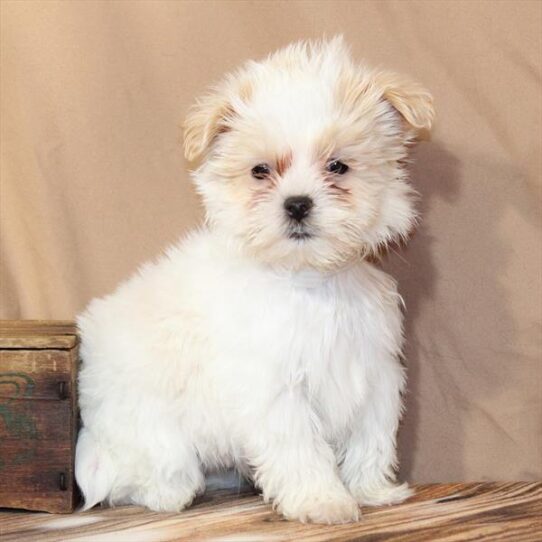 [#26102-02] White / Cream M Malshi Puppies for Sale