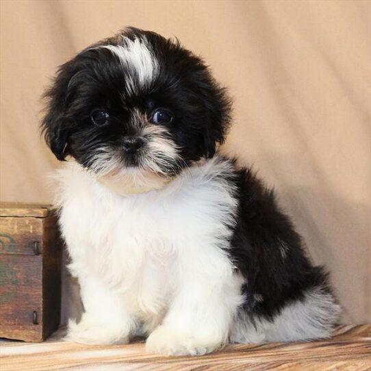 [#26110-03] White / Black F Shih Tzu Puppies for Sale