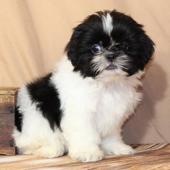 [#26110-04] White / Black F Shih Tzu Puppies for Sale