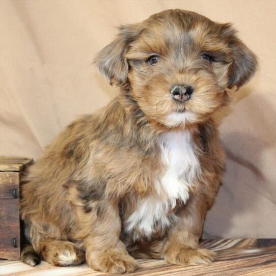 Lhasapoo Small Animal Apricot ID:31546 Located at Petland Frisco ...