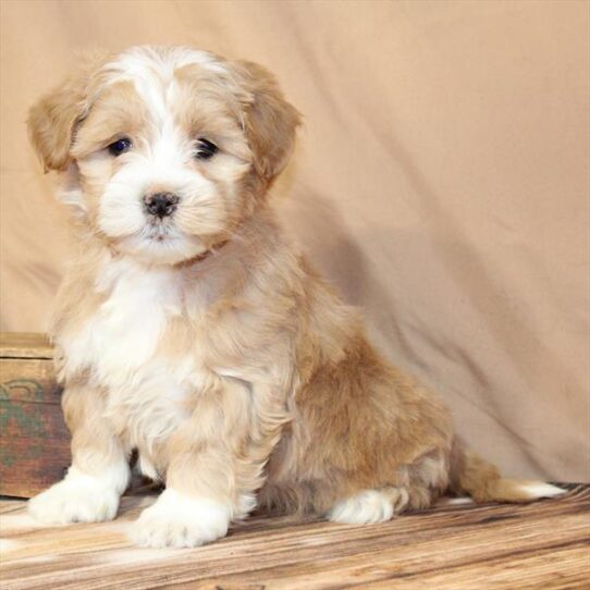 Lhasapoo Small Animal Apricot ID:31546 Located at Petland Frisco ...