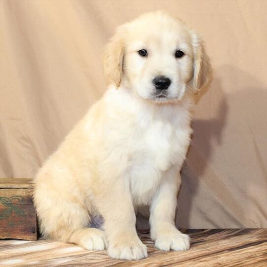 [#26120-02] Golden M Golden Retriever Puppies for Sale