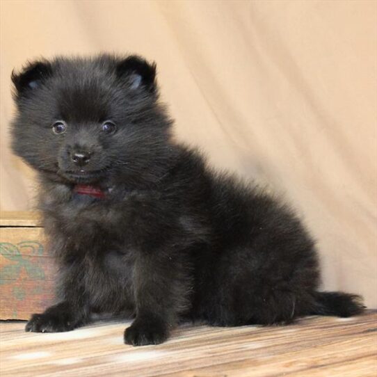 [#26121-01] Black M Pomeranian Puppies for Sale