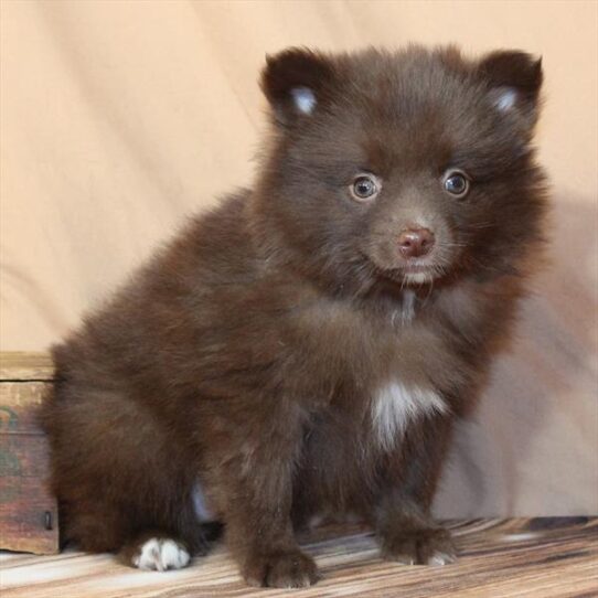 [#26121-03] Chocolate F Pomeranian Puppies for Sale