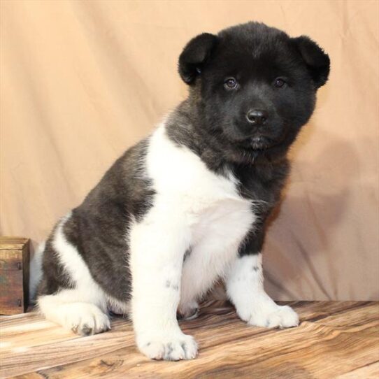 [#26127-04] Brindle F Akita Puppies for Sale