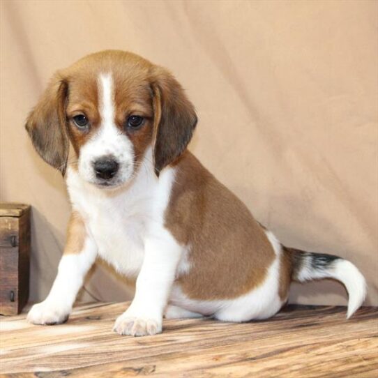 [#26131-02] Red M Beagle Puppies for Sale