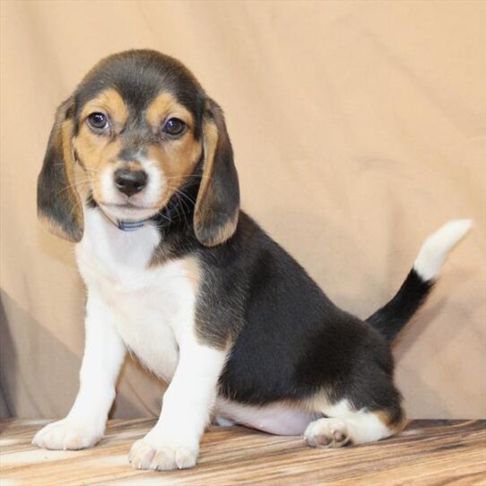 [#26131-04] Black / Tan F Beagle Puppies for Sale