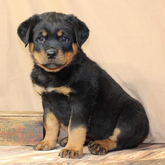 [#26132-01] Black / Mahogany M Rottweiler Puppies for Sale