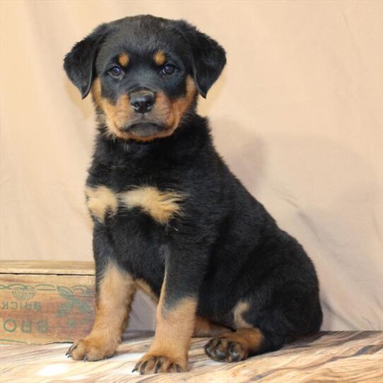 [#26132-07] Black / Mahogany F Rottweiler Puppies for Sale