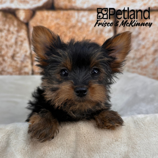 [#2684-03] Black / Tan F Yorkshire Terrier Puppies for Sale