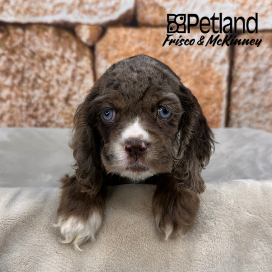 [#N00454] Red Roan F Cocker Spaniel Puppies for Sale