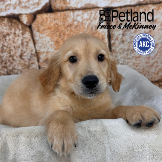 [#N00436] Golden M Golden Retriever Puppies for Sale