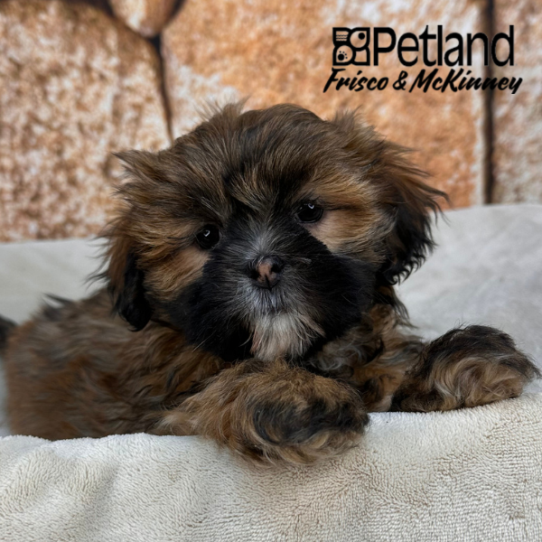 [#N00764] Red Gold F Lhasa Apso Puppies for Sale