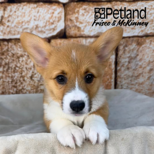 [#N00448] Red F Pembroke Welsh Corgi Puppies for Sale
