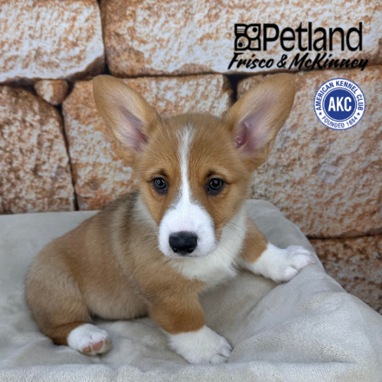 [#N00444] Red M Pembroke Welsh Corgi Puppies for Sale