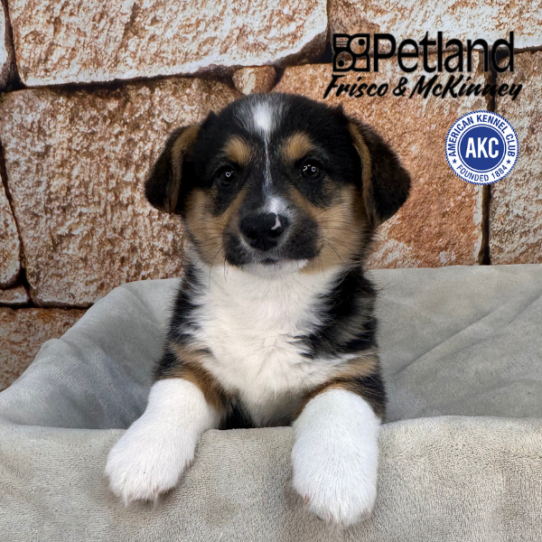 [#N00913] Black and Tan M Pembroke Welsh Corgi Puppies for Sale