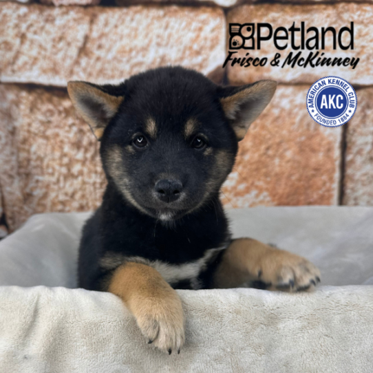 [#N02996] Black and Tan F Shiba Inu Puppies for Sale
