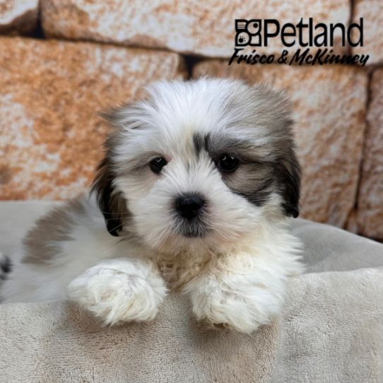 [#N00769] Grizzle F Lhasa Apso Puppies for Sale