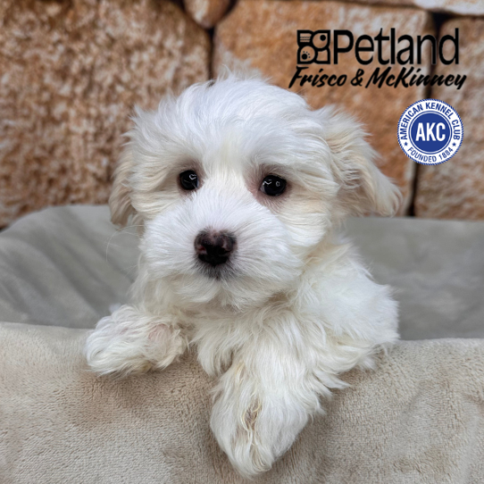 [#26169-03] Cream M Havanese Puppies for Sale