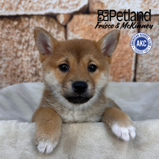 [#26228-03] Red Sesame F Shiba Inu Puppies for Sale