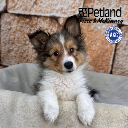 [#26251-01] Sable / White M Shetland Sheepdog Puppies for Sale