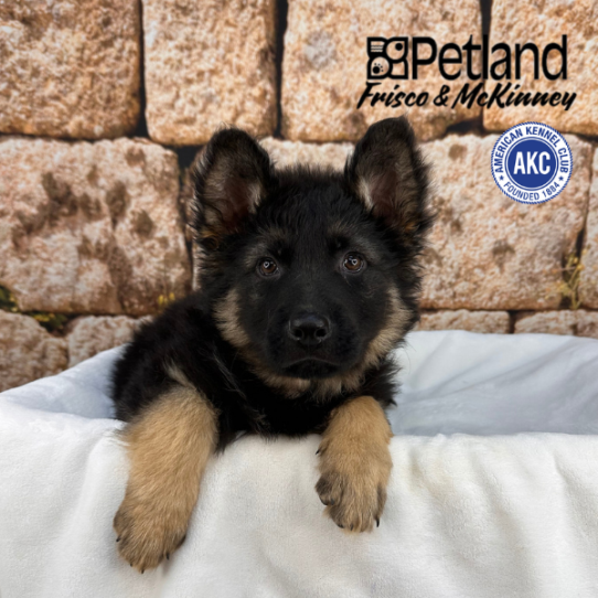 [#2648-01] M German Shepherd Dog Puppies for Sale