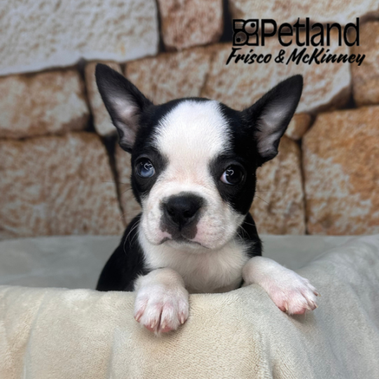 [#26117-03] Black Brindle F Boston Terrier Puppies for Sale