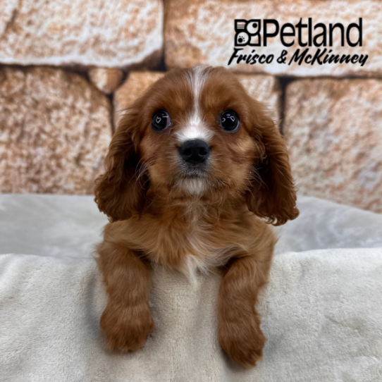 [#N00809] Ruby M Cavalier King Charles Spaniel Puppies for Sale