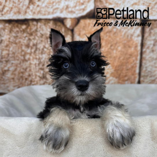 [#26269-06] Black / Silver F Miniature Schnauzer Puppies for Sale