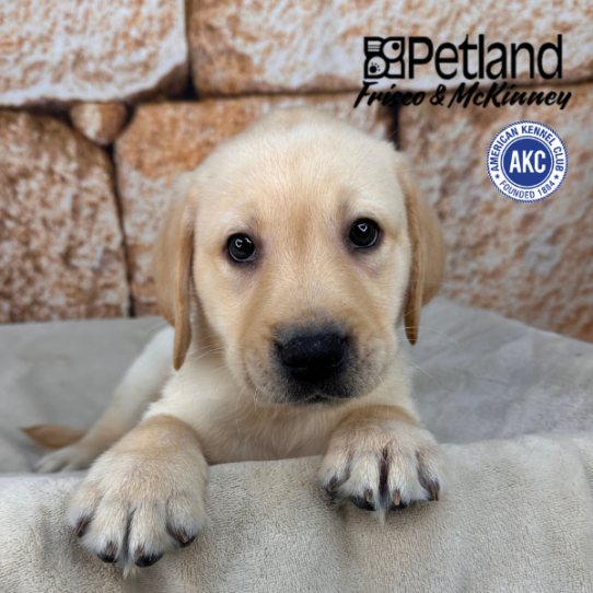 [#26287-05] Yellow M Labrador Retriever Puppies for Sale