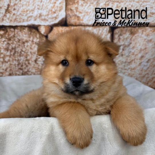 [#26404-01] Red M Chow Chow Puppies for Sale