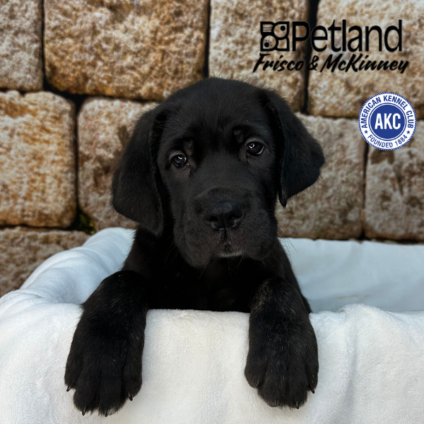 Cane Corso in Princeton, TX