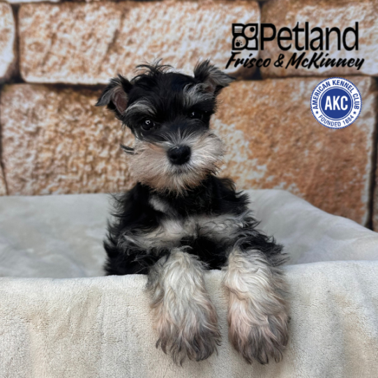 [#N01116] Black and Silver M Miniature Schnauzer Puppies for Sale