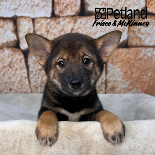 [#N01788] Red Sesame M Shiba Inu Puppies for Sale