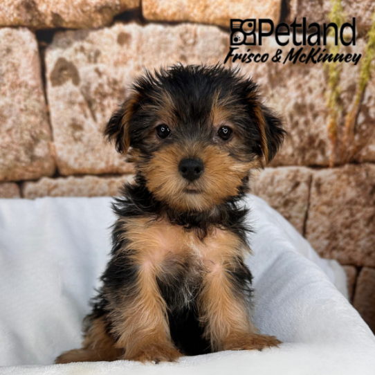[#N00070] Black and Tan F Yorkshire Terrier Puppies for Sale